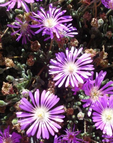 Drosanthemum hispidum leaves and flowers